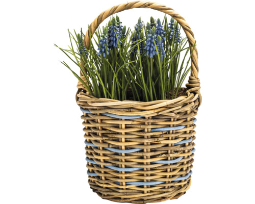 Korb mit Traubenhyazinthen