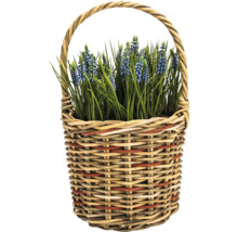 Korb mit blauen Traubenhyazinthen