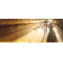 Forêt d''automne avec des rayons de soleil brillants
