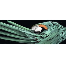 Glasbild Green Parrot 30x80 cm