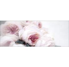 Gros plan de fleurs de rose
