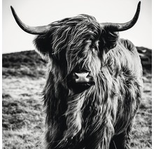 Gros plan d''une vache Highland écossaise avec des cornes
