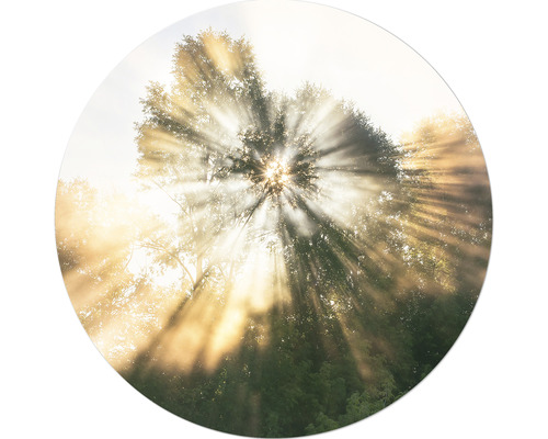 Glasbild rund Mystic Light I Ø 20 cm Sonnenstrahlen durch Baumkronen