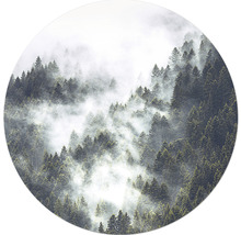 Forêt brumeuse avec des arbres verts