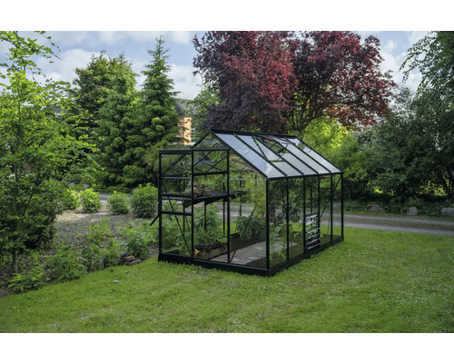 Gewächshaus Halls Popular 106 Sicherheitsglas 3 mm 193 x 319 cm schwarz Gewächshaus im Garten mit Pflanzen und Regalen.