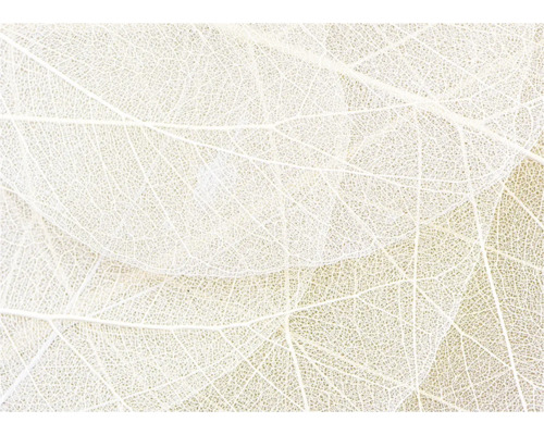 Gros plan de structures de feuilles filigranes