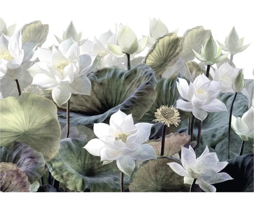 Illustration de fleurs et de feuilles de lotus