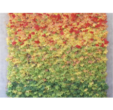 Wandbegrünung mit Kletterpflanzen, die sich im Herbst verfärben