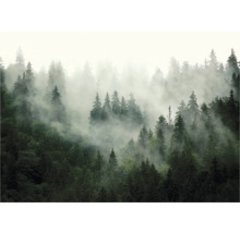 Nebelverhangener Wald mit dicht stehenden Nadelbäumen