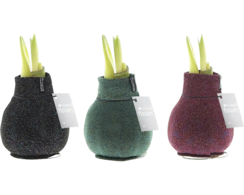 Drei Amaryllis Pflanzen in dekorativen Textilhüllen mit Etikett