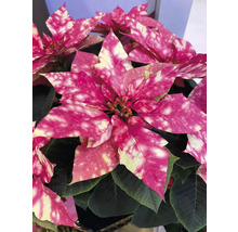 Poinsettia tacheté avec des feuilles roses