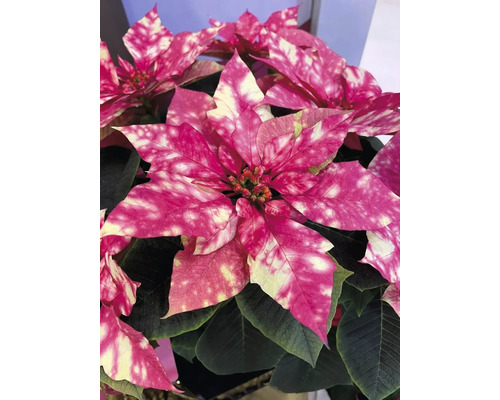 Poinsettia tacheté avec des feuilles roses