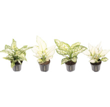 Chinesisches Schilf in Töpfen