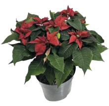 Poinsettia en pot