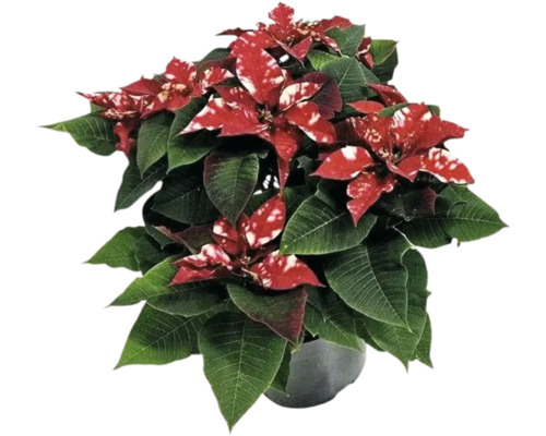 Weihnachtsstern mit roten und weißen Blättern im Topf