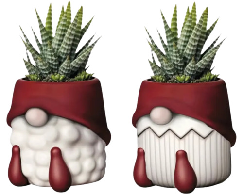 Arrangement Sukkulente in Keramik Topf 'Father Christmas' Ø ca. 6 cm, sortiert Zwei Pflanzen in Zwerg-Übertöpfen