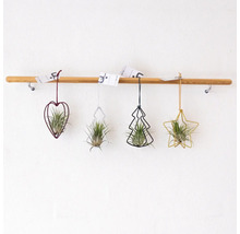 Dekorative Luftpflanzen in Herz-, Baum- und Sternform hängen an einer Holzstange.