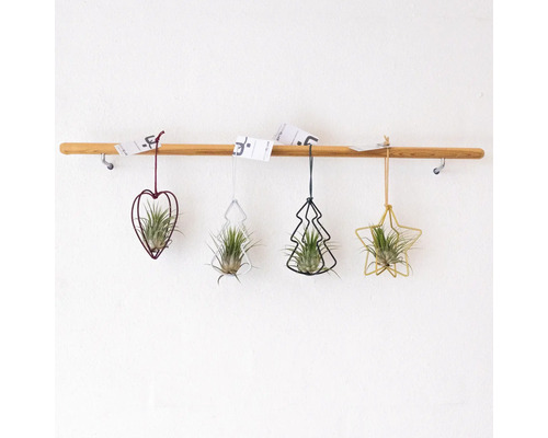 Tillandsie, Louisianamoos X-Mas Dekoration ca. 5 cm Dekorative Luftpflanzen in Herz-, Baum- und Sternform hängen an einer Holzstange.