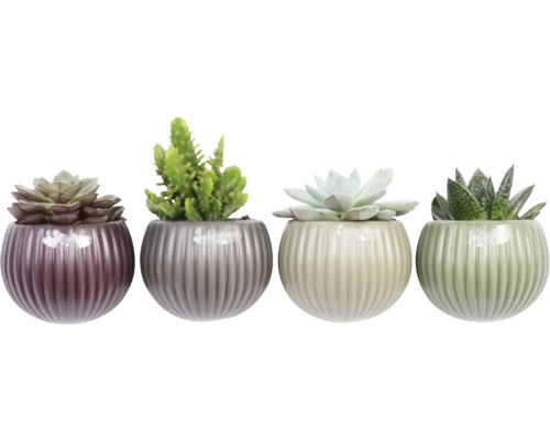 Vier Sukkulenten in Töpfen