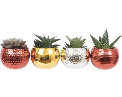 Arrangement X-Mas Sukkulente in Magnetischer Topf Ø ca. 6 cm, sortiert Dekorative Sukkulenten in Töpfen