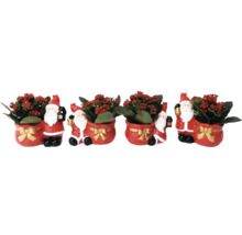 Weihnachtliche Kalanchoe im Santa-Topf