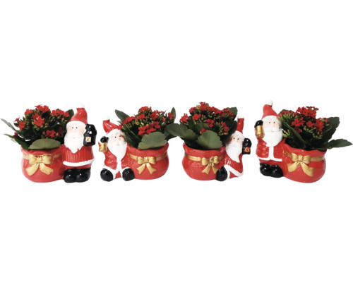 Flammendes Käthchen im Keramiktopf 'Santa Mix' Ø ca. 6 cm, sortiert Weihnachtliche Kalanchoe im Santa-Topf
