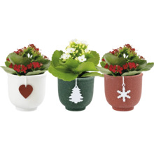 Drei Kalanchoe Pflanzen in Töpfen mit weihnachtlichen Anhängern