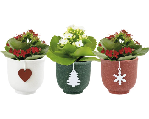 Flammendes Käthchen im Keramiktopf 'Holly Mix' Ø ca. 6 cm, sortiert Drei Kalanchoe Pflanzen in Töpfen mit weihnachtlichen Anhängern