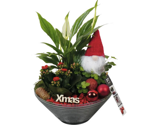 Arrangement X-Mas Ø 19 cm Glasschale mit Gnome und Kugeln Weihnachtsgesteck mit Einblatt, Kalanchoe, Zwerg und Christbaumkugeln in Schale