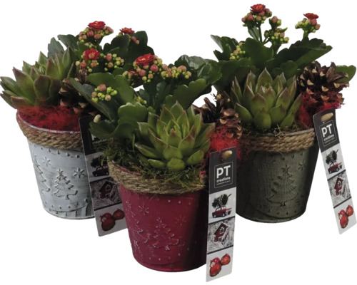 Trois pots décoratifs avec des plantes grasses et de petites fleurs rouges.
