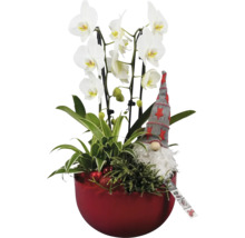 Orchidee mit Zierpflanzen und Dekofigur in rotem Übertopf
