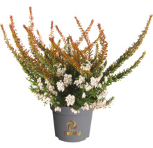 Bruyère en pot