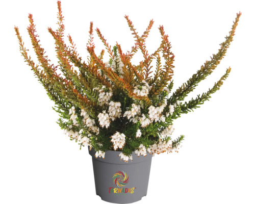 Bruyère en pot