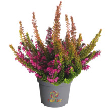 Callune en pot