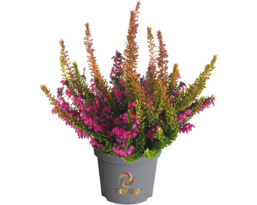 Callune en pot