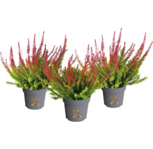 Trois bruyères en pot