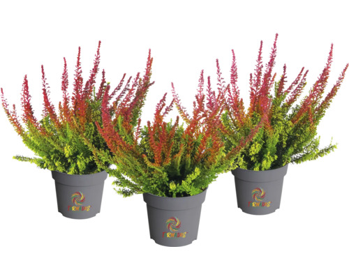 Trois bruyères en pot
