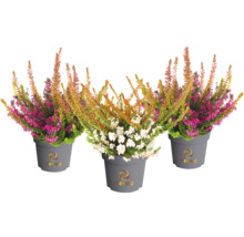 Trois plants de bruyère en pot