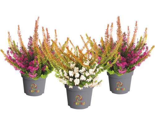 Trois plants de bruyère en pot