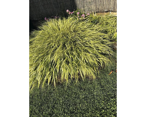 Herbe des bois du Japon dans le jardin
