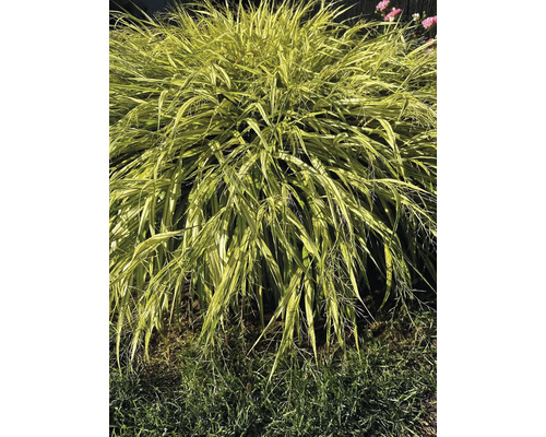 Herbe ruban doré japonaise dans le jardin
