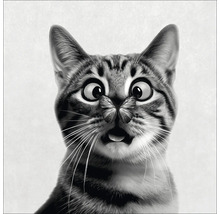 Gros plan d'un chat avec un papillon sur le nez