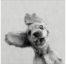 Gros plan d'un chien gueule ouverte