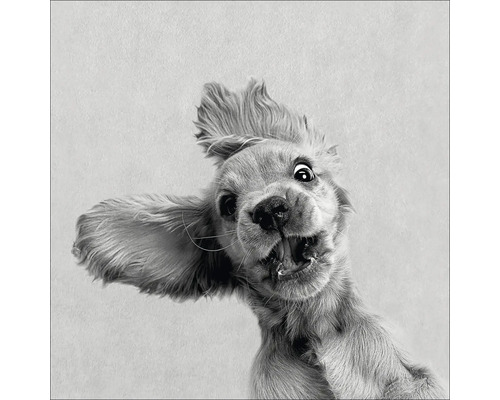 Gros plan d'un chien gueule ouverte