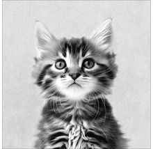 Portrait d'un jeune chat tigré