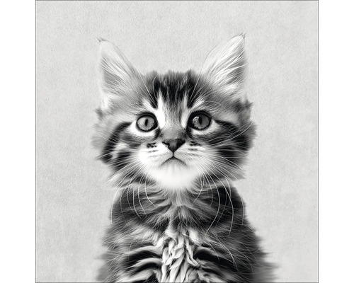 Tableau en verre Sweet Cat I 30x30 cm Portrait d'un jeune chat tigré