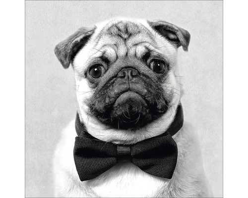 Glasbild Funny Dog III 20x20 cm Porträt eines Mops mit Fliege