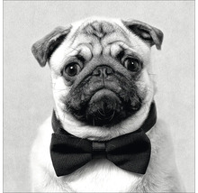 Mops mit Fliege um den Hals