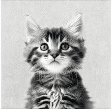 Porträt einer jungen Katze