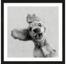 Gerahmtes Bild eines Cocker Spaniels mit lustigem Gesichtsausdruck